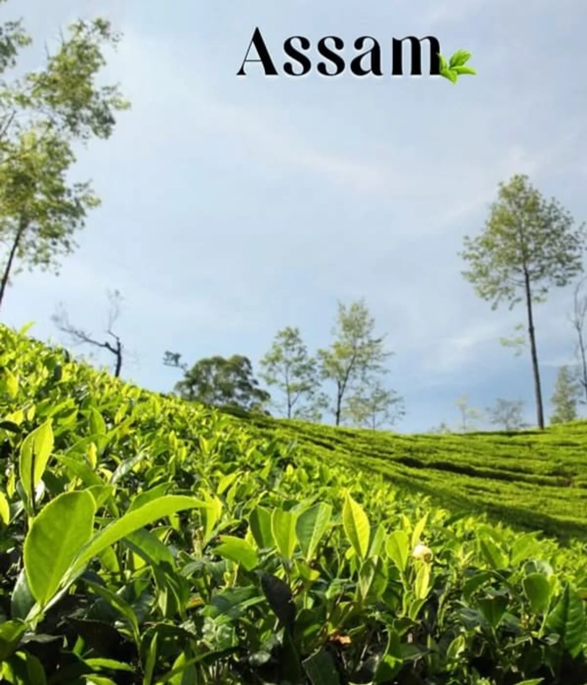Assam tea garden landscape