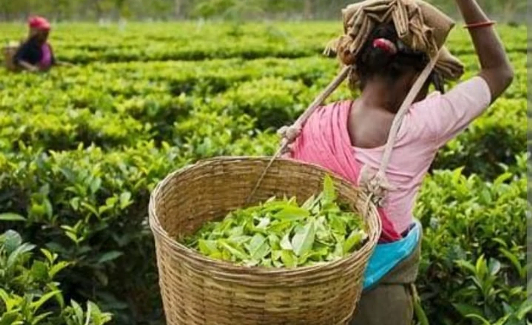 Tea plucking in an Assam tea garden